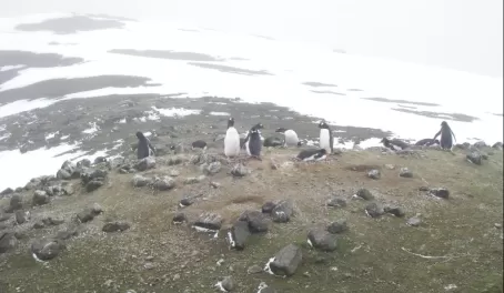 Penguin colony on Aitcho Island