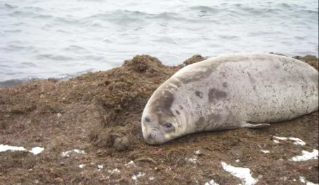 Wedell Seal in Antarctica