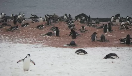 Nesting penguins. Notice the pairs!