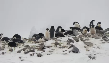 Colony of Adelie Penguins