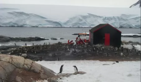 Penguins at Port Lockroy