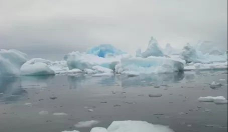 Floating ice in Cuverville Island