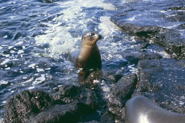 Sea lion relaxing on a rocky shore in the Galapagos Islands