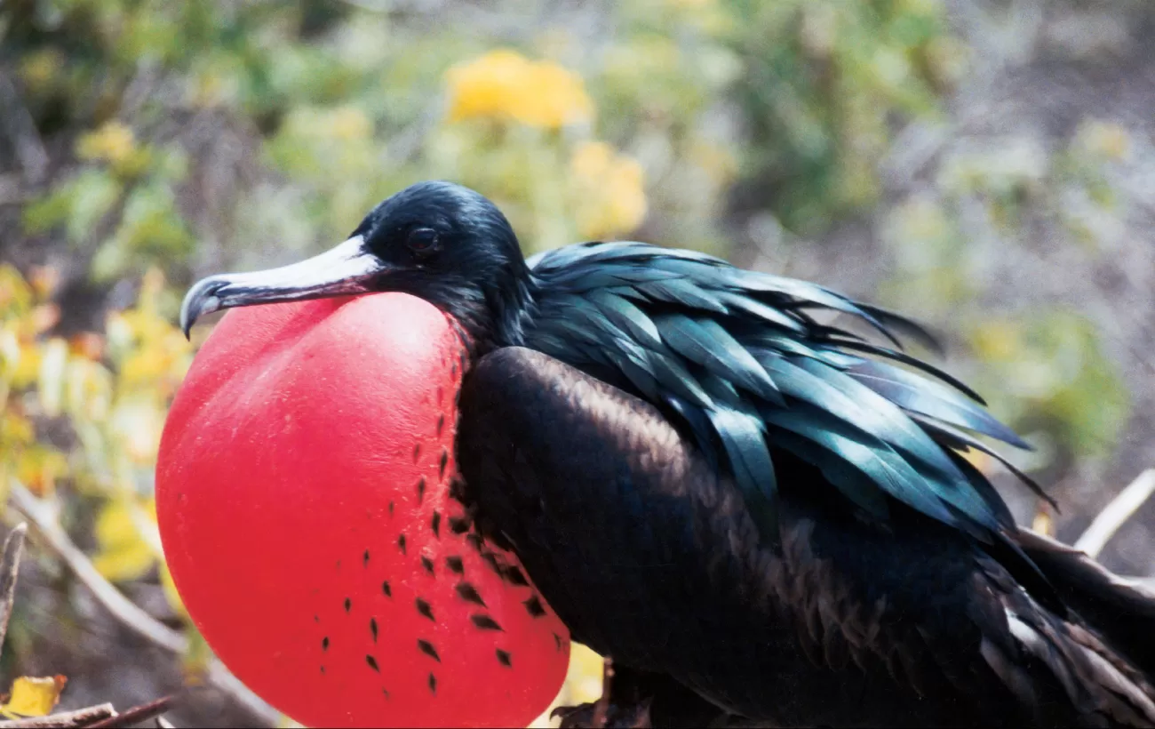 See colorful Frigatebird birds on your trip to the Galapagos