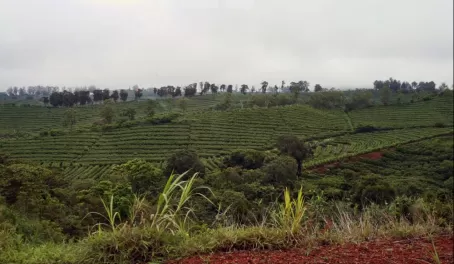Doka Estate Coffee Plantation