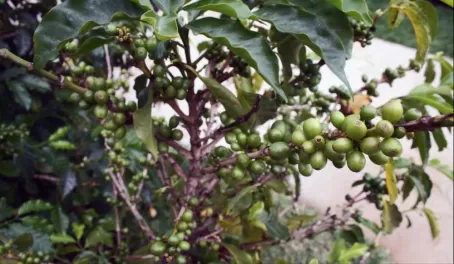 Coffee Fruit at Doka Estate