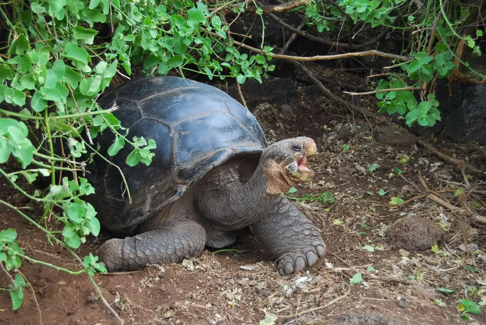 The late Lonesome George in the Galapagos