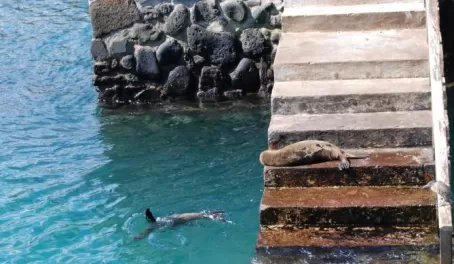 Baby seals having fun or napping in San Cristobal-Galapagos