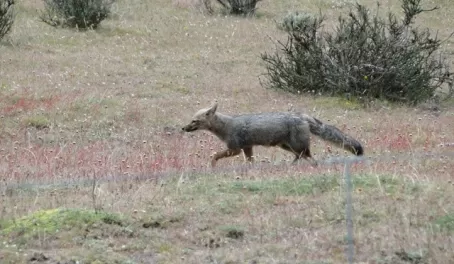 Fox in a meadow in Torres del Paine 