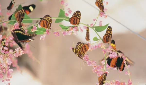 Butterflies abound in the rainforest
