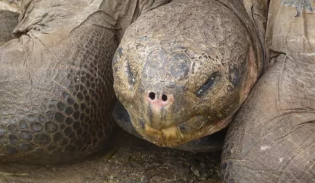 Get up close to a Galapagos tortoise 