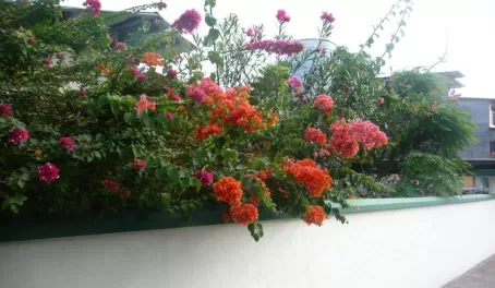 Local flora - Santa Cruz