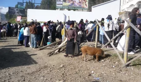 Here piggy piggy - Otaval Animal Market