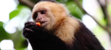 Capuchin enjoying a snack in the rainforest canopy