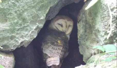 Owl at lava cave entrance - Santa Cruz