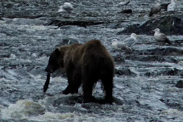 Coastal Brown Bear on Salmon Stream on Chichagof Island