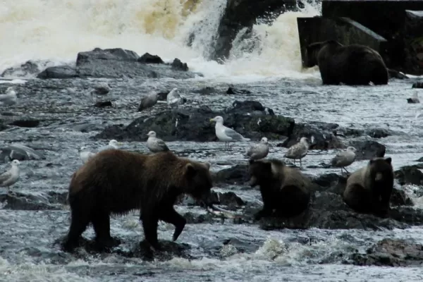 Coastal Brown Bears, Salmon Stream on Chichagof Island