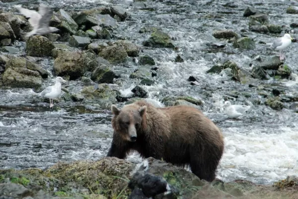 Coastal Brown Bear, Salmon Stream on Chichagof Island