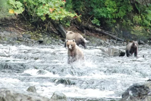 Coastal Brown Bears, Salmon Stream on Chichagof Island