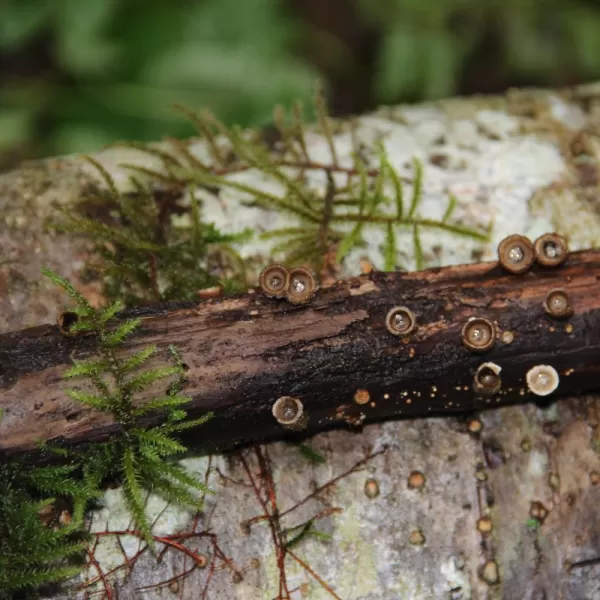 Mushrooms in rainforest of SE Alaska