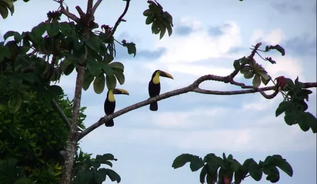 Pair of toucans in a tree at Pacuare 