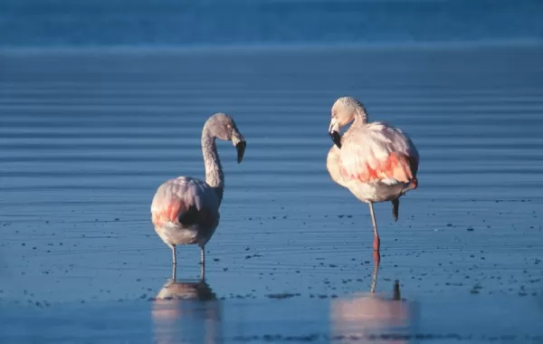 A pair of flamingos enjoying the Chilean landscape