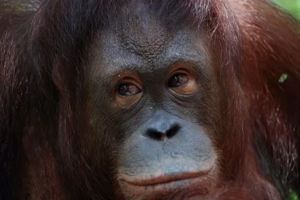 Visit Orangutan rehabilitation centers