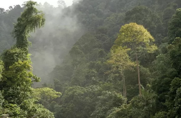 Lush tropical rainforests beckon