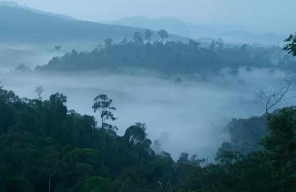 Explore the rich biodiversity of Borneo