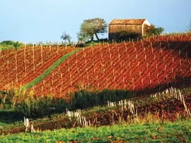 Visit ancient vineyards on Sicily