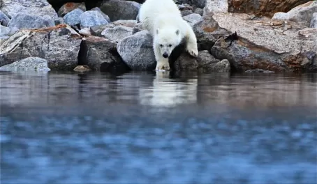 Polar bear testing the waters