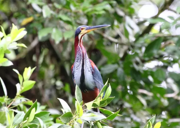 Agami Heron at Pacuare Reserve