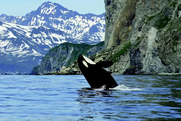 A breaching orca