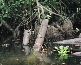 Turtles spotted in the Ecuadorian Amazon