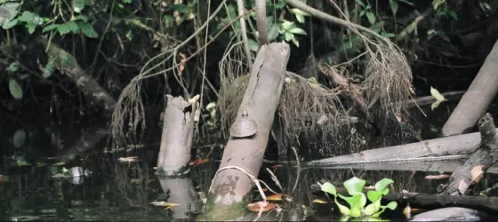 Turtles spotted in the Ecuadorian Amazon