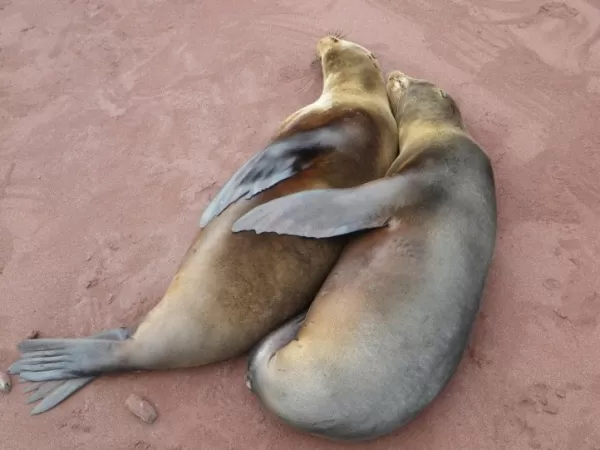 Rabida Island- Two sea lions on the beach