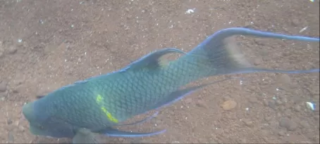 Rabida - Bump-head parrotfish that we saw while snorkeling