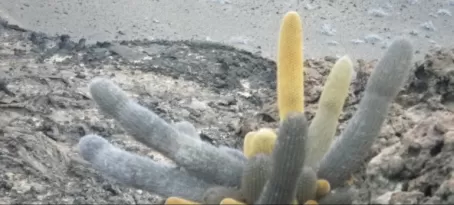 Rare cactus w/ different colors due to pH levels in ground