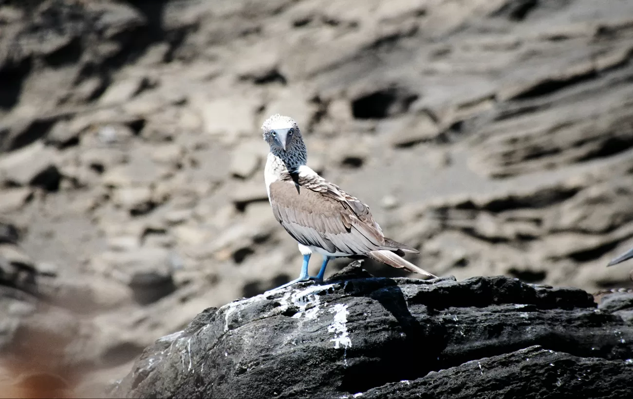 Blue-footed Booby spotted while cruising the Galapagos