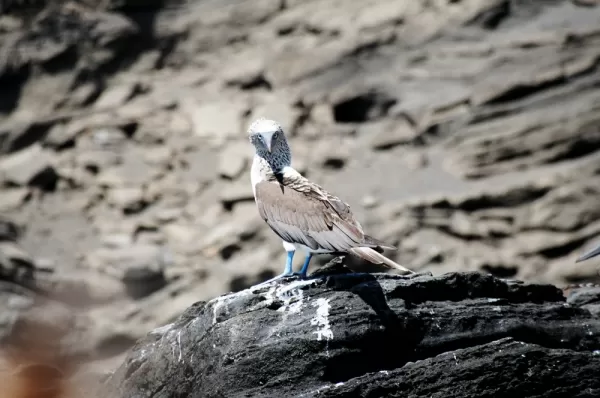 Blue-footed Booby spotted while cruising the Galapagos