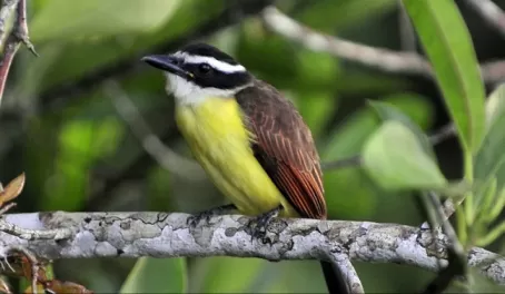 Yellow Breasted Flycatcher