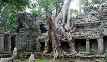 Cambodia - Lara Croft Tree
