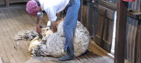 Sheering sheep in one piece in  less than 3 minutes