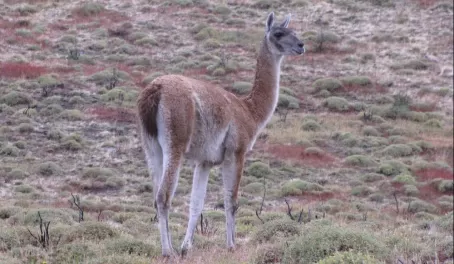 Guanaco in Torres del Paines National Park 