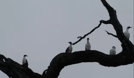 Cormorants on a tree