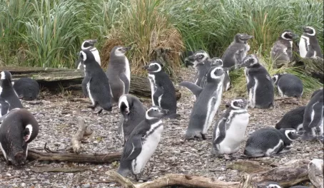  Magellan Penguins - can't get closer!
