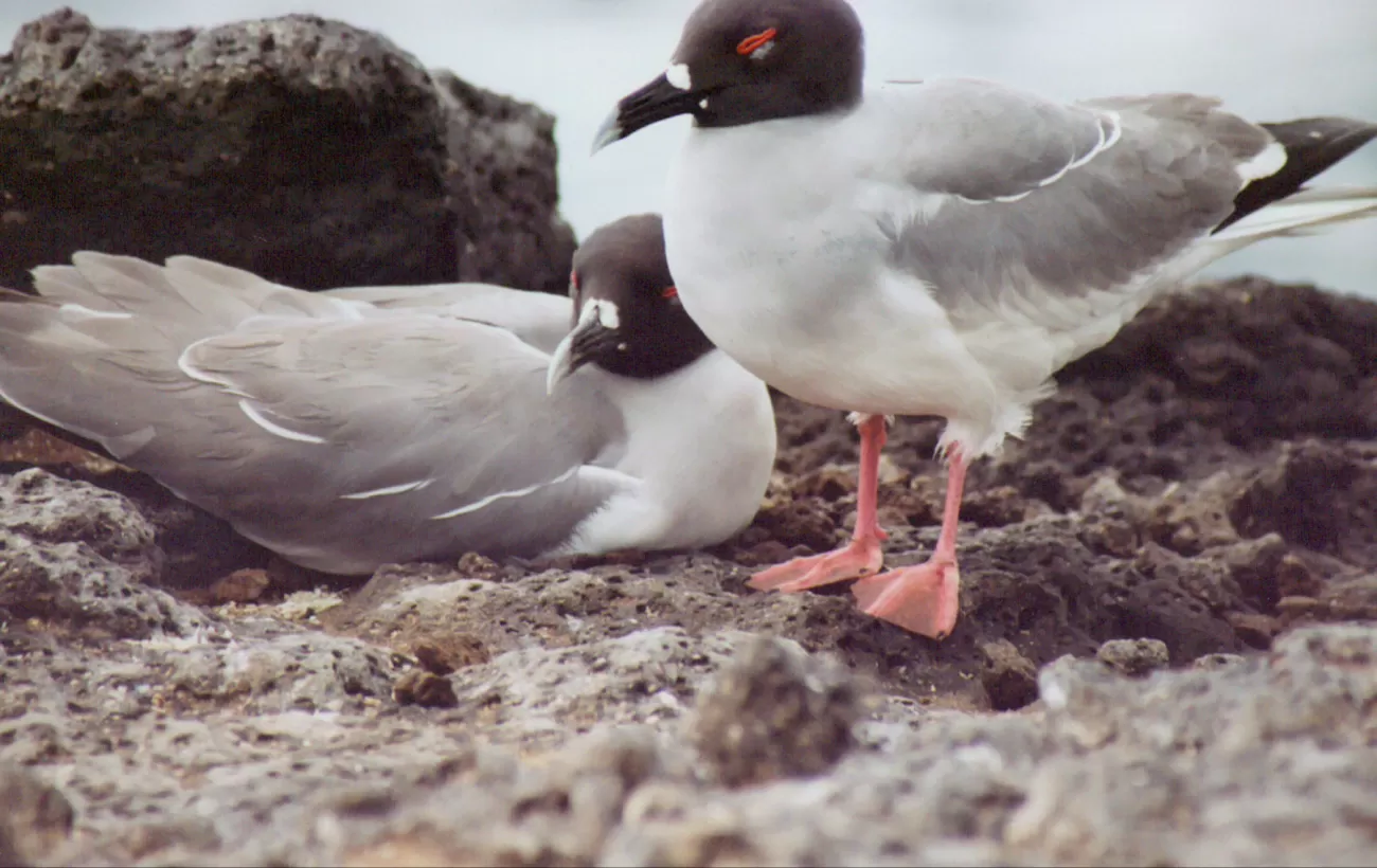 Swallow-tailed Gull spotted during a Galapagos tour