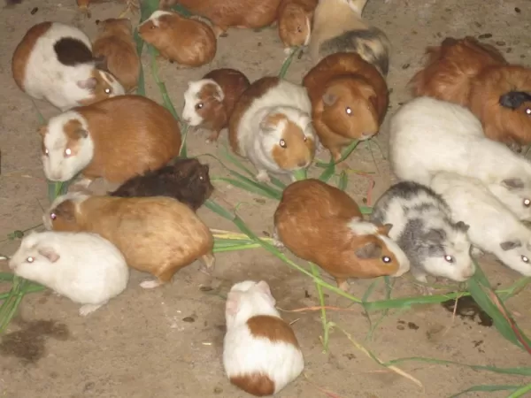 Guinea Pigs (Cuy in Spanish) - not pets - they are dinner!