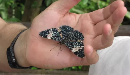 Butterfly on my hand at Iguazu Falls