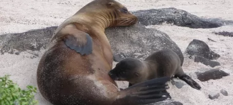 Nursing sea lions - not a care in the world